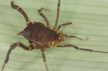 Media type: image;   Invertebrate Zoology 140068